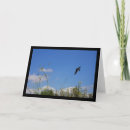 Recherche de hirondelles vœux cartes Photographie
