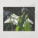 Recherche de snowdrops cartes postales Chute de neige