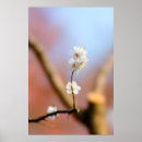 Recherche de abricot posters Botanique