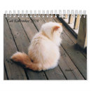 Recherche de minou velu Animaux familiers