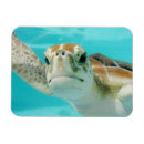 Recherche de tortue mer magnets Reptiles