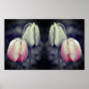 Recherche de tulipes noires posters Photographie