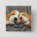 Recherche de chien de beagle badges Photographie