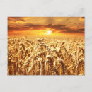 Recherche de champs de blé cartes postales Coucher de soleil