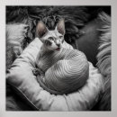 Zoek naar sphynx katten posters Haarloos