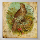 Zoek naar lijsters posters Natuur