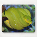 Recherche de boa tapis souris Reptile
