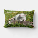 Recherche de rats coussins Rongeur