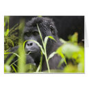 Zoek naar oeganda briefkaarten Wild