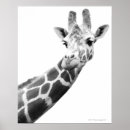 Recherche de faune posters Mammifère