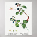 Recherche de blackberry art Fleur