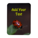 Zoek naar ladybug magneten Ladyvogel