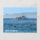 Zoek naar pelican briefkaarten Beach