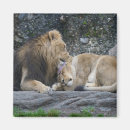 Recherche de chats sauvages magnets Amoureux des chats