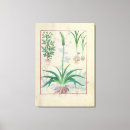 Recherche de plantes autres Robinet