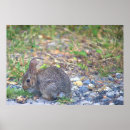 Zoek naar rabbits posters Bunnies