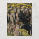 Recherche de marécages cartes postales Paysage