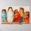 Recherche de colorful bird posters Pour tous