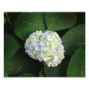 Recherche de boule de neige posters Jardin