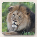 Zoek naar leeuwen onderzetters Dieren