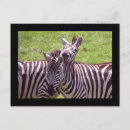 Zoek naar zebra briefkaarten Afrika