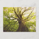 Recherche de hêtre cartes postales Europe