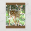 Recherche de faon cartes postales Blanc
