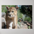 Recherche de animal puma posters Cougar