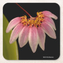 Recherche de orchidée dessous de verres Floral