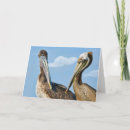 Recherche de pélicans blancs vœux cartes Oiseaux