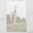 Zoek naar paarden briefpapier Wit paard