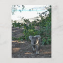 Recherche de koala cartes postales La faune australienne