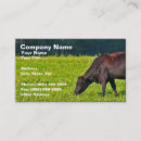 Recherche de vache brune cartes visite Ferme