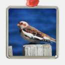 Recherche de beaux arts ornements Animal