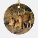 Recherche de lion africain ornements Chat