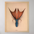 Zoek naar marien dier posters Weekdieren