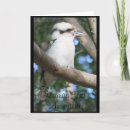 Zoek naar kookaburra kaarten Groet