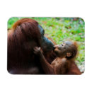 Recherche de animal sauvage magnets Mère et bébé