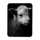 Zoek naar lichaamsdelen magneten Usa