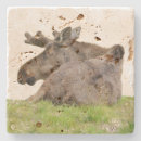 Recherche de travertin dessous de verres Pierre