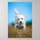 Recherche de images animales posters Chiot