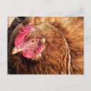 Zoek naar kippen briefkaarten Boerderijen