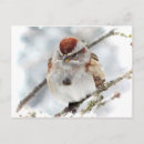 Recherche de moineaux cartes postales Hiver