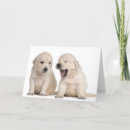 Recherche de bureau vétérinaire vœux cartes Animaux