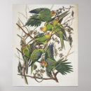 Zoek naar parkieten posters Vogels