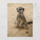 Recherche de suricates cartes postales Faune