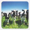 Zoek naar velden stickers Natuur
