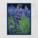 Recherche de bleuets cartes postales Floral