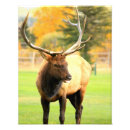 Zoek naar elanden posters Natuur