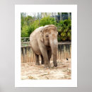 Recherche de elephant conservation posters Faune